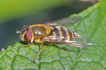 Syrphus torvus, female, hoverfly, Shetland, Alan Prowse